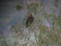 Lesser Spotted Eagle