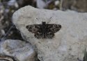 Mallow Skipper