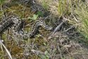 Orsini's Viper