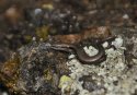 Snake Eyed Skink