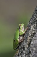 European Tree Frog