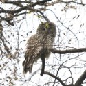 Ural Owl