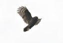 Ural Owl