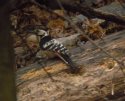 White Backed Woodpecker