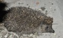 White Bellied Hedgehog