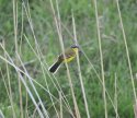 Blue Headed Wagtail