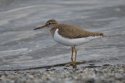 Common Sandpiper