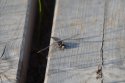Northern White Faced Darter