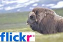 Flickr Gallery