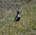Golden Plover