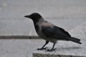 Hooded Crow