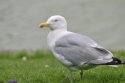 Herring Gull