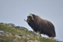 Musk Ox