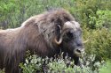 Musk Ox