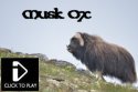 Musk Ox Video