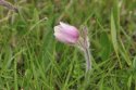 Spring Pasque Flower