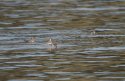Red Necked Phalarope