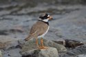 Ringed Plover