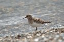 Temminck's Stint