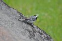 White Wagtail