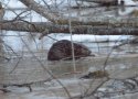 Beaver