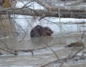 Beaver