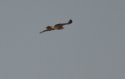 Eastern Imperial Eagle