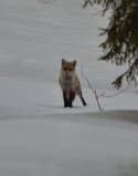 Red Fox