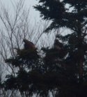 Golden Eagle