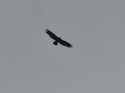 Golden Eagle