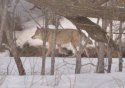 Grey Wolf