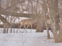 Grey Wolf