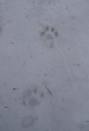 Lynx Tracks