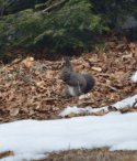 Red Squirrel