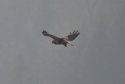 Rough Legged Buzzard
