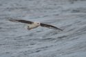 Blue Fulmar