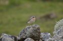Wheatear