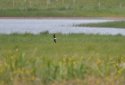 Black Winged Pratincole
