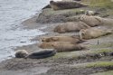Common Seal