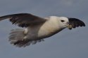 Fulmar