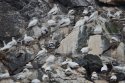 Gannets
