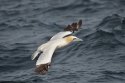 Gannet