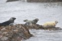 Grey Seal