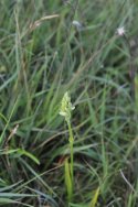 Irish Ladies Tresses