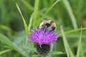 Great Yellow Bumblebee