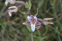 Marsh Helleborine