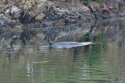 Minke Whale