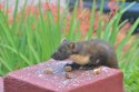 Pine Marten