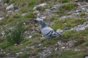 Rock Dove