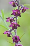 Dark Red Helleborine